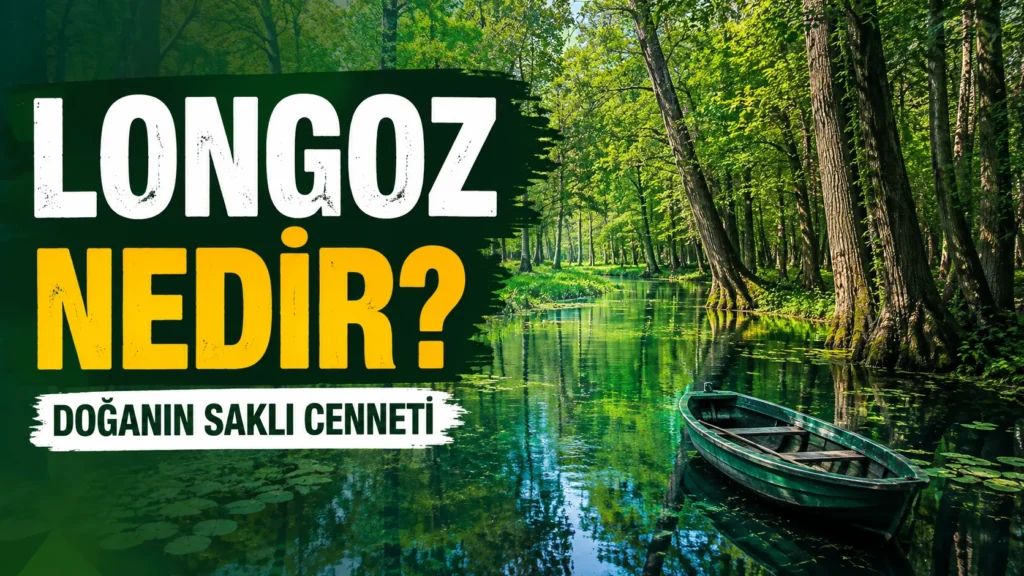 Longoz Ne Demek, Longoz Nedir? Longoz Ormanları Nasıl Oluşur?